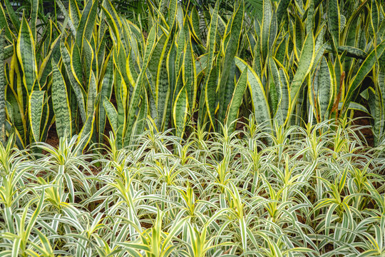 Dense ornamental foliage featuring upright snake plant leaves and variegated grass-like leaves arranged in a lush green garden setting.
