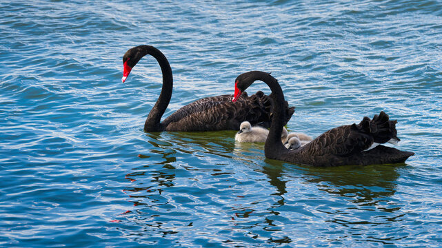 Black swan family swimming on Lake Mulwala