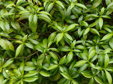 Background texture of lush green leaves of pinwheel flower plant showing rich botanical details.