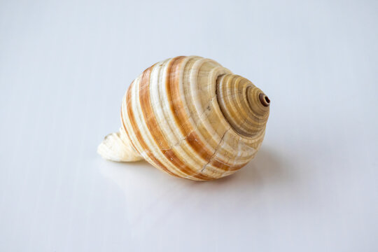 Spiral seashell featuring beige and brown ridges isolated over plain white surface, natural ocean specimen concept for decor.