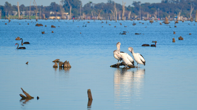 Australian pelicans resting on submerged timber at Lake Mulwala