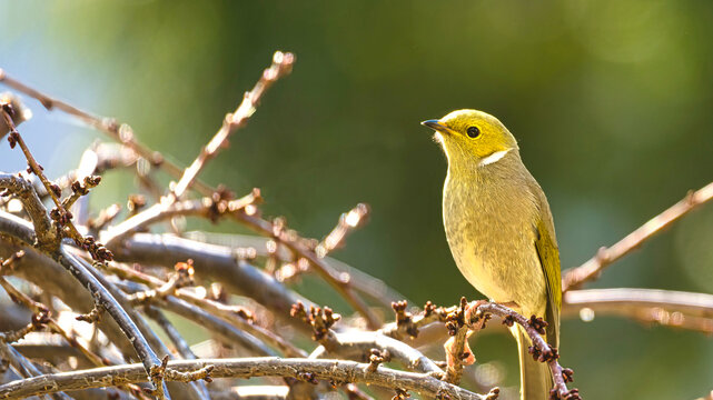 Yellow faced bird illuminated by warm woodland sunlight
