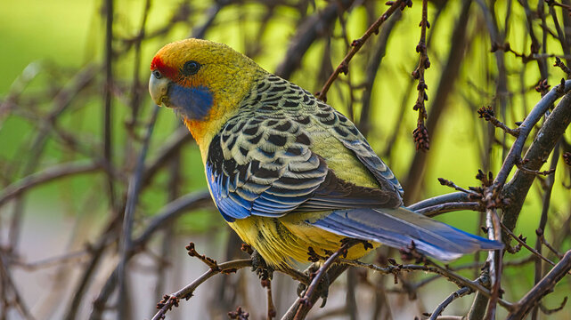 Yellow rosella perched among garden branches in Yarrawonga