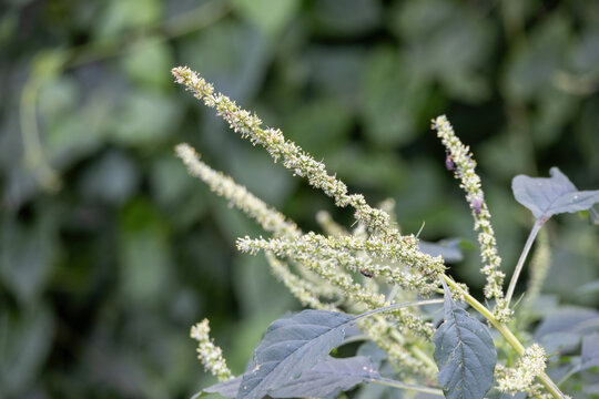 Selective focus macro shot of flowering wild amaranth plant spikes and dark green foliage in daylight.
