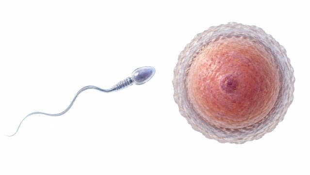 Human Sperm And Egg Cell Elements