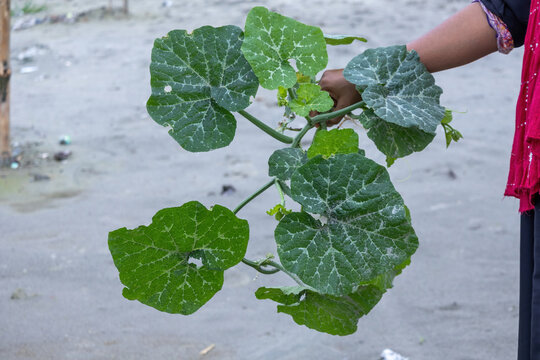 Close-up shot of human hand holding fresh green pumpkin vine plant leaves outdoors.