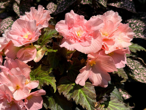 Begonia tuberhybrida pink Tuberous begonia plant.