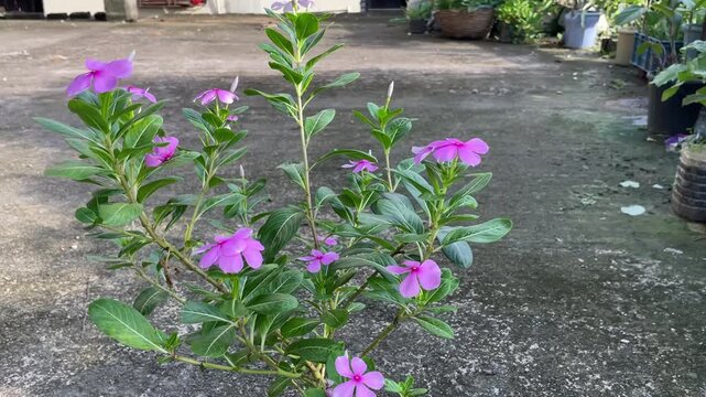 Catharanthus roseus, commonly known as the Madagascar periwinkle, is a major source of life-saving cancer-fighting drugs.