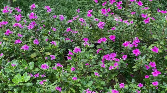 Catharanthus roseus, commonly known as the Madagascar periwinkle, is a major source of life-saving cancer-fighting drugs.