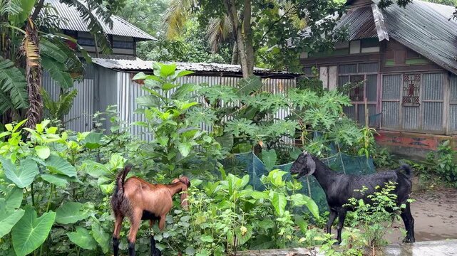 Two goats are eating grass.