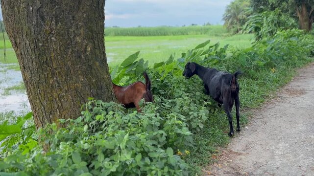 Two goats are eating grass.