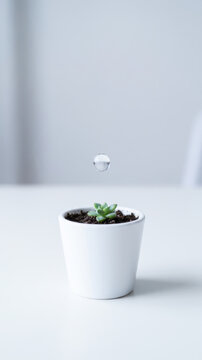 White ceramic pot with green succulent and floating water droplet creating quiet minimalist still life against pale background