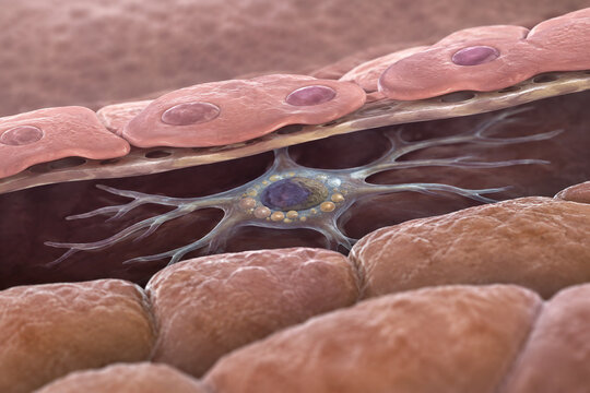 Quiescent Hepatic Stellate Cell Beneath Sinusoidal Lining