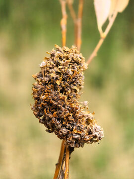 Dried Witches Broom Gall On Willow Branch