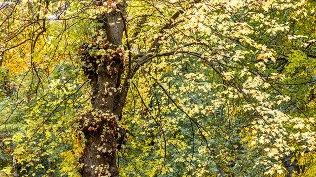 old maple tree with colorful yellow foliage in autumn park. closeup view.