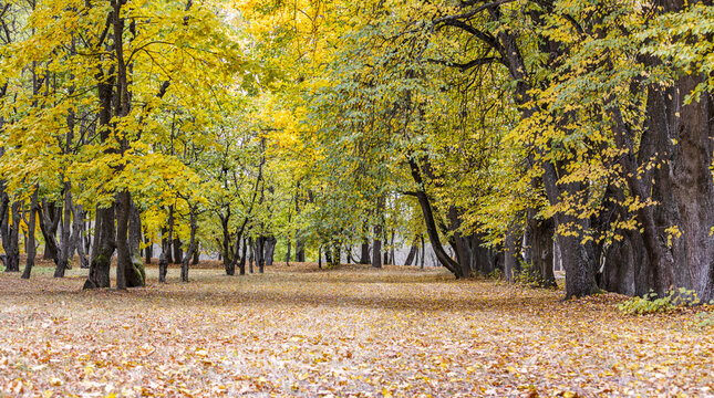 colorful trees in autumn park landscape with orange fallen leaves on ground.