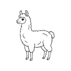 Cute cartoon llama standing in side view black and white outline drawing perfect for kids book illustrations textile patterns and nursery room wall art designs. © Mr WaQaS