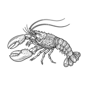 Detailed lobster sketch illustration featuring intricate shell texture and claws perfect for seafood menu designs restaurant branding or nautical decor projects.