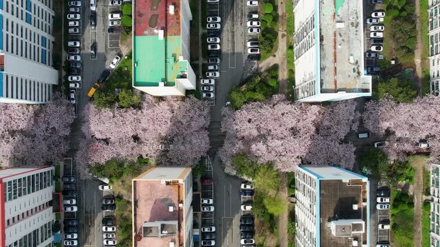 Cherry blossom trees in a Busan apartment complex_02