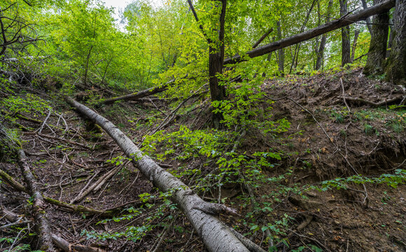 Mountain slope with fallen trees. Mountain landscape with fallen trees and red clay soil