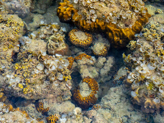 Diverse Coral Communities in a Shallow Tidal Pool © YEVGENIY