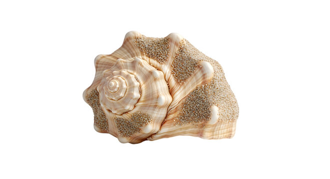 A single textured seashell with intricate patterns displayed as an isolated object on a transparent background isolated on transparent background