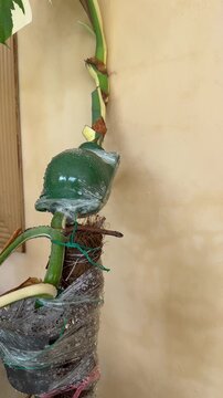 Monstera Albo with Multiple Air Layering Pods for Root Development Closeup View