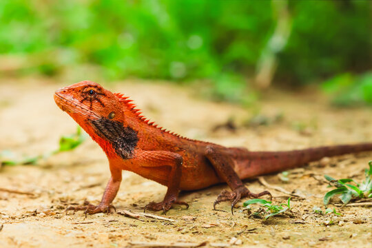 Red garden lizard standing alert on sandy ground in a tropical forest environment