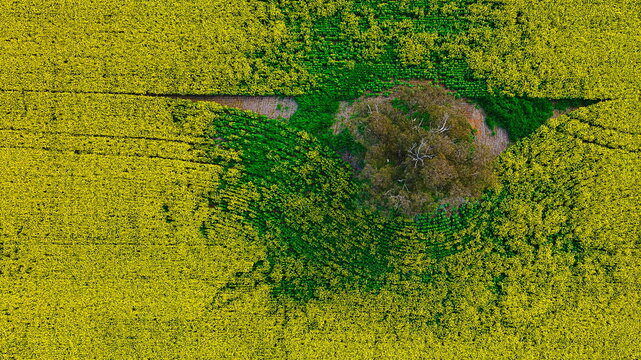 Aerial view reveals patterns across flowering canola field