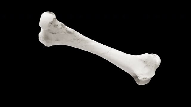 3D medical animation of human femur bone rotating