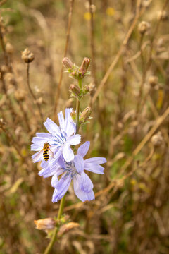 Blaue Blume mit Biene im Feld