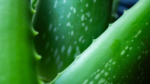 fresh green aloe vera leaves natural organic ingredient for skincare and herbal medicine