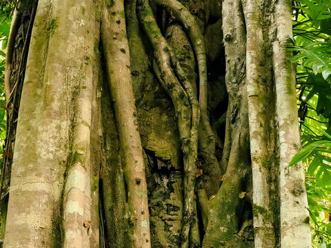 Intertwined Trunks and Aerial Roots of a Tropical Tree