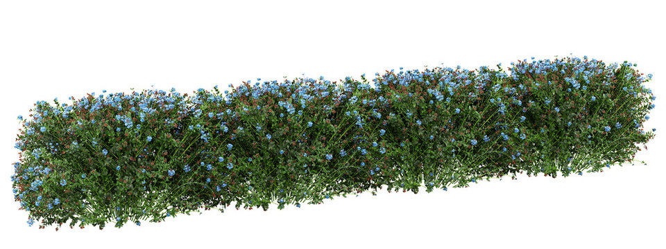 Plumbago auriculata Isolated PNG, Long Blue Flowering Hedge, Transparent Background