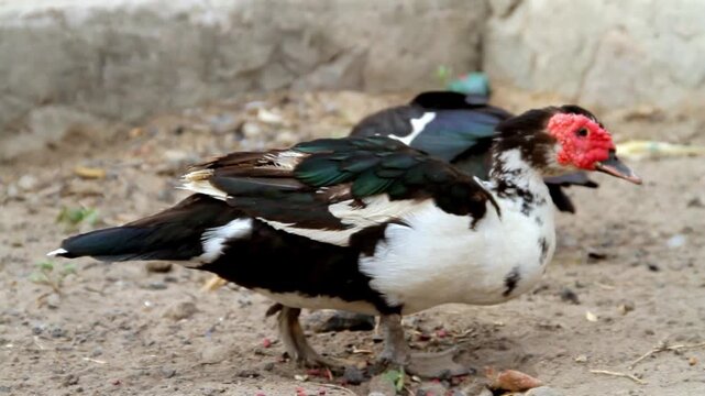 A pair of Muscovy ducks with distinctive red caruncles on their faces foraging for food on the sandy ground in an outdoor enclosure.