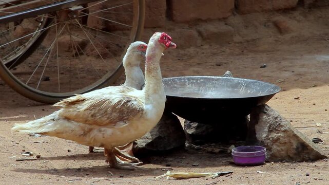 Two Muscovy ducks with distinctive red caruncles on their faces standing on dirt ground next to a metal bowl and a small purple container.