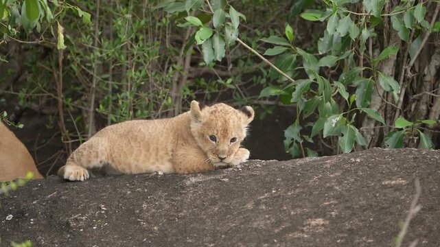 Young Lion Cub Playfully Exploring and Playing on a Rocky Outcrop