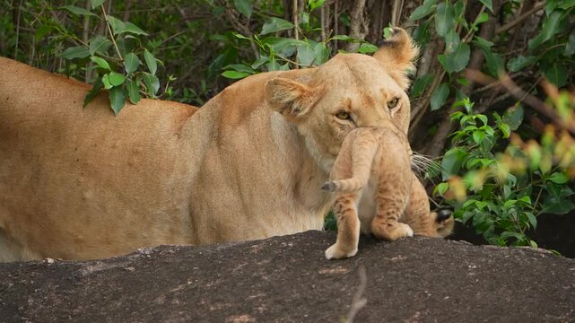 Mother Lioness Gently Cleaning Her Cub With Her Tongue on the Rocky Ridge
