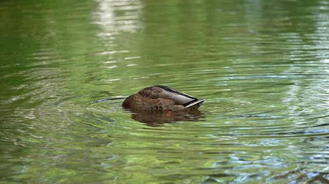 Graceful brown wild duck, likely a female mallard, swimming and dabbling for food in a tranquil green pond, creating concentric ripples on the water's surface with its beak