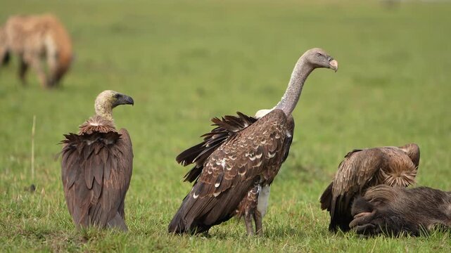 African Vultures Tugging at Carrion During an Intense Feeding Frenzy