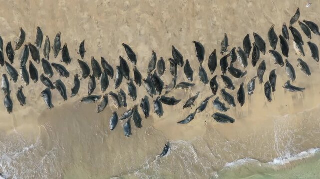 Dense grey seal congregation lies tightly packed along the wet sand as small waves wash the shore on Blasket Island.