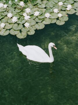 White swan swimming beneath water lilies on green water