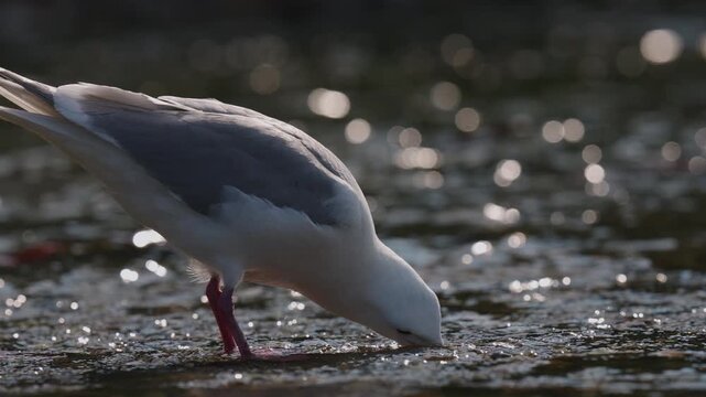 A gull stomping in the water to bring up salmon eggs in the shallow river water