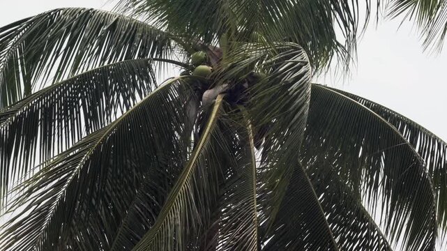 Tropical coconut palms shake intensely in strong storm winds caused by El Ni&ntilde;o. Moody sky, dramatic motion, and dynamic camera capture the raw power of extreme Philippine weather.