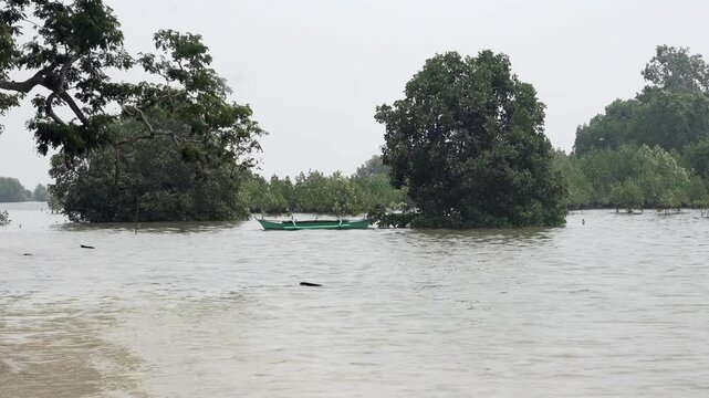 Wide shot of flooded mangrove forests in the Philippines during Habagat monsoon, with elevated water levels submerging trees and a lone green boat under overcast natural light, nobody visible.