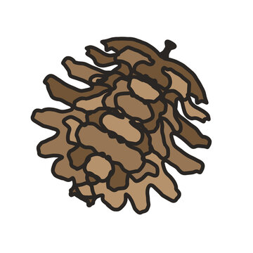 vector illustration of a pine cone