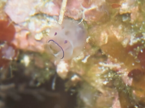 あくびをしているホヤ