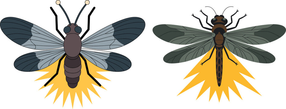 Glowing firefly insect vector pair showcasing bioluminescent abdominal light bursts isolated on a plain white backdrop