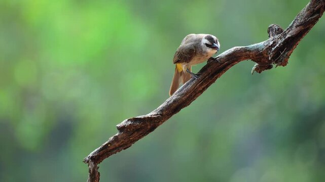 Yellow-vented bulbul (Pycnonotus goiavier) perched on a weathered tree branch against a soft green bokeh background. This wild bird is looking around in its natural tropical habitat.