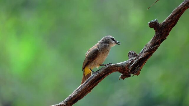 Yellow-vented bulbul perched on a dry branch in a tropical garden. This small songbird is shown chirping and preening its feathers against a soft green bokeh background in natural sunlight.